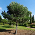 Borovica píniová (Pinus pinea) - výška 180-190 cm, kont. C18L